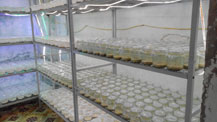 Phòng nuôi trồng Đông trùng hạ thảo