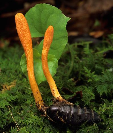 Cordyceps Militaris
