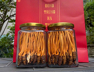 Nấm khô Đông trùng hạ thảo trên giá thể nhộng tằm