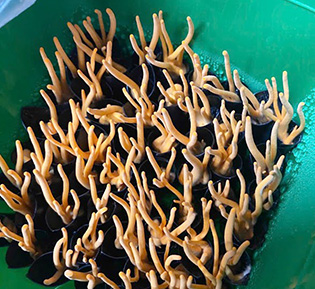 Nấm phôi Đông trùng hạ thảo trên giá thể nhộng tằm