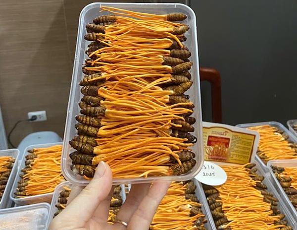 Nấm Đông trùng hạ thảo trên giá thể nhộng tằm